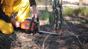 Best Stump Grinding and Removal  in Fountainhead Orchard Hills, MD