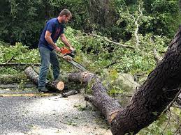 Seasonal Cleanup (Spring/Fall) in Fountainhead Orchard Hills, MD