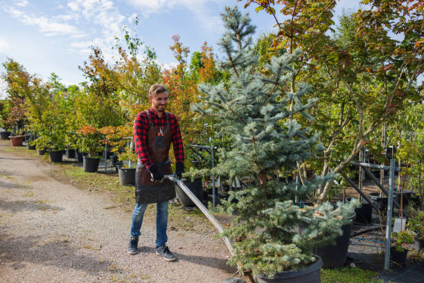 Best Tree Trimming and Pruning  in Fountainhead Orchard Hills, MD